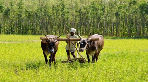 How Traditional Farming Practices Are Building a Better Future for Our Planet